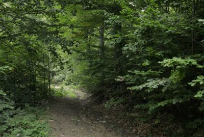 Mountain Bike Trails