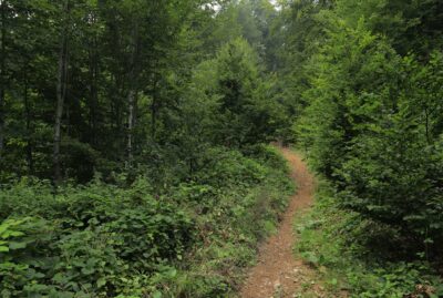 Mountain Bike Trails