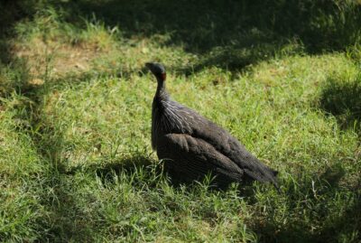 Faruk Yalçın Zoo and Botanical Park