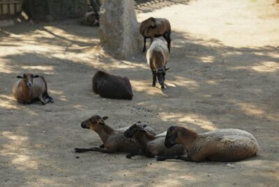 Faruk Yalçın Zoo and Botanical Park