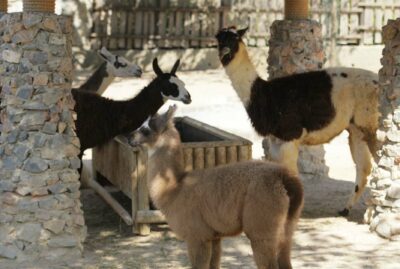 Faruk Yalçın Zoo and Botanical Park