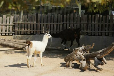 Faruk Yalçın Zoo and Botanical Park