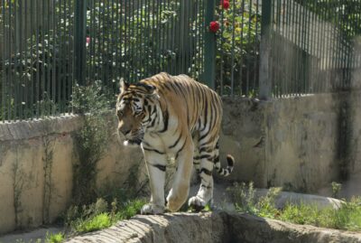 Faruk Yalçın Zoo and Botanical Park