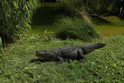 Faruk Yalçın Zoo and Botanical Park