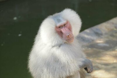 Faruk Yalçın Zoo and Botanical Park