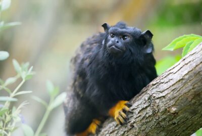 Faruk Yalçın Zoo and Botanical Park