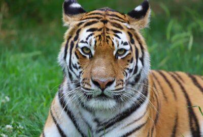 Faruk Yalçın Zoo and Botanical Park