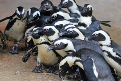 Faruk Yalçın Zoo and Botanical Park