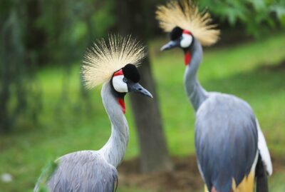 Faruk Yalçın Zoo and Botanical Park