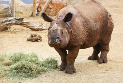 Faruk Yalçın Zoo and Botanical Park
