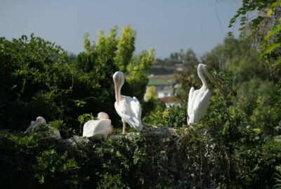 Faruk Yalçın Zoo and Botanical Park