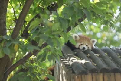 Faruk Yalçın Zoo and Botanical Park