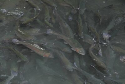 Breakfast Places and Trout Facilities