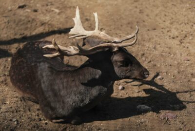 Ormanya Wildlife Park