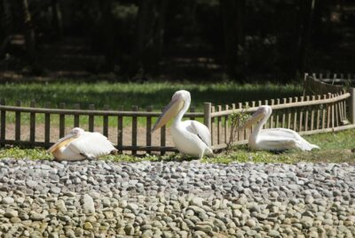 Ormanya Wildlife Park