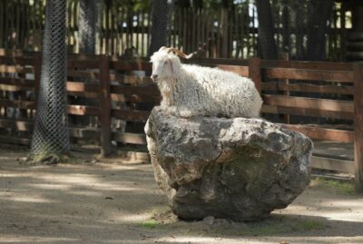 Ormanya Wildlife Park